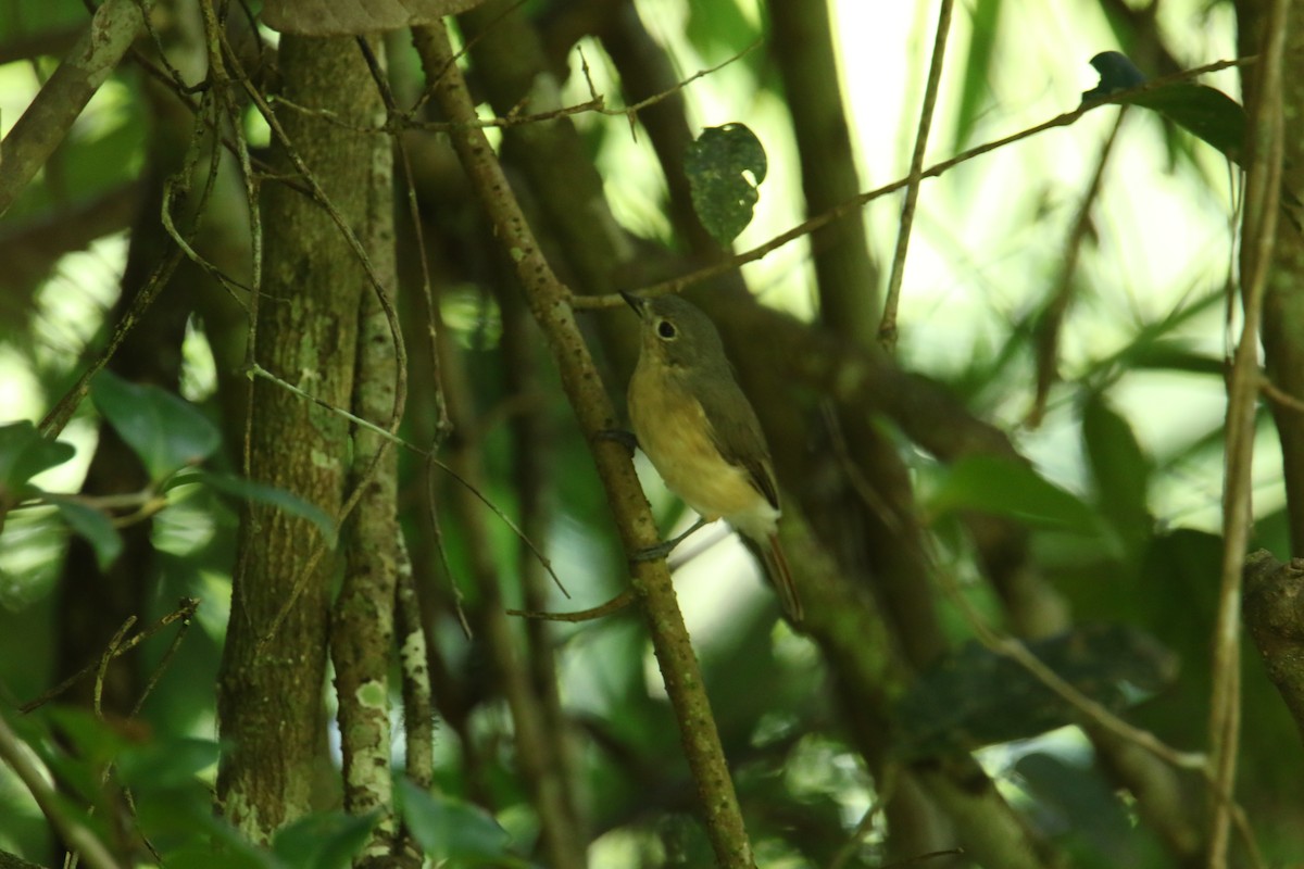 Red-tailed Vanga - Kuang-Ping Yu