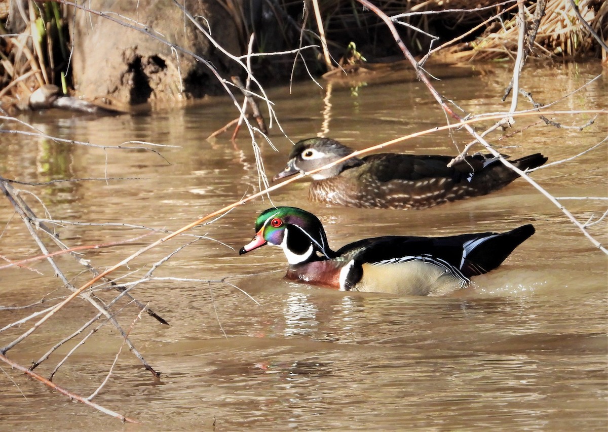 Wood Duck - ML435786631