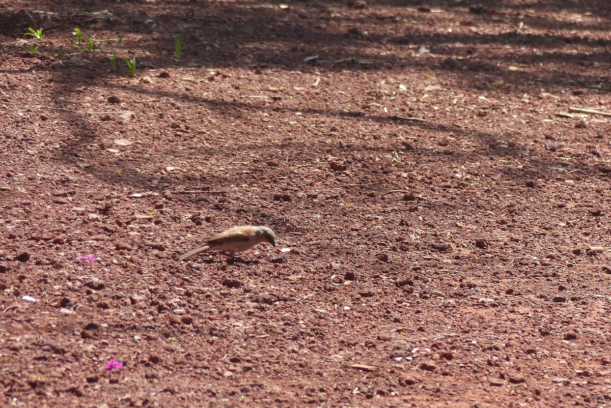 Swahili Sparrow - ML435787221