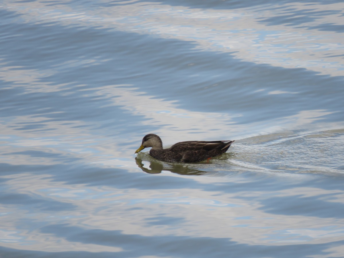 American Black Duck - ML435787331