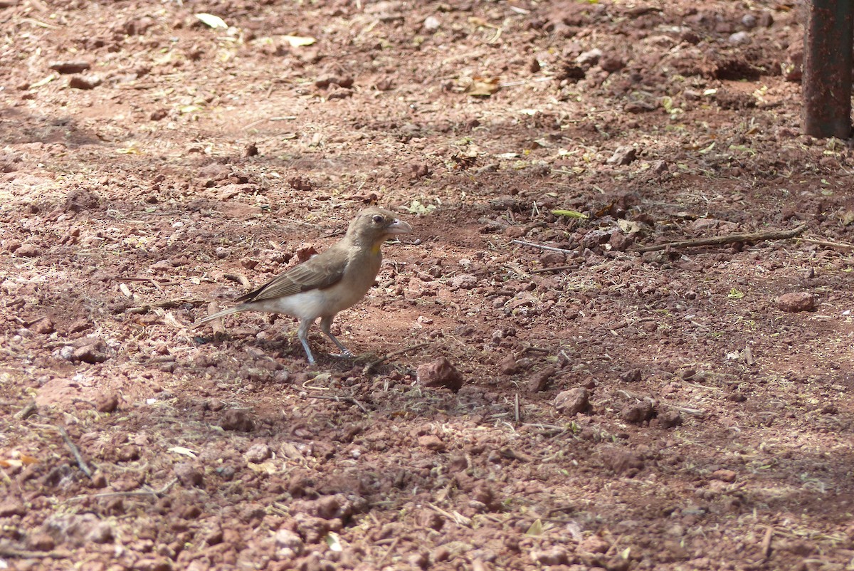 Yellow-spotted Bush Sparrow - ML435787411