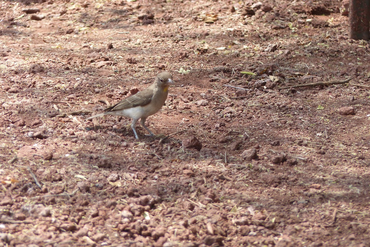 Yellow-spotted Bush Sparrow - ML435787421