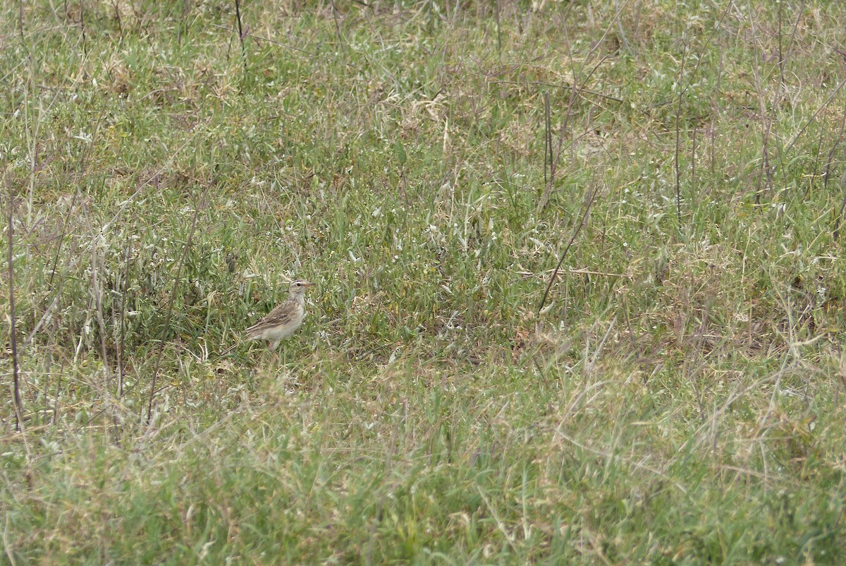 Pipit à dos uni - ML435787751