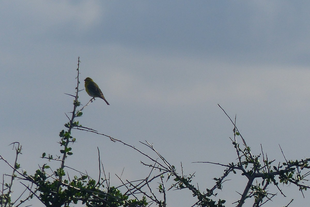 Serin à ventre blanc - ML435787951