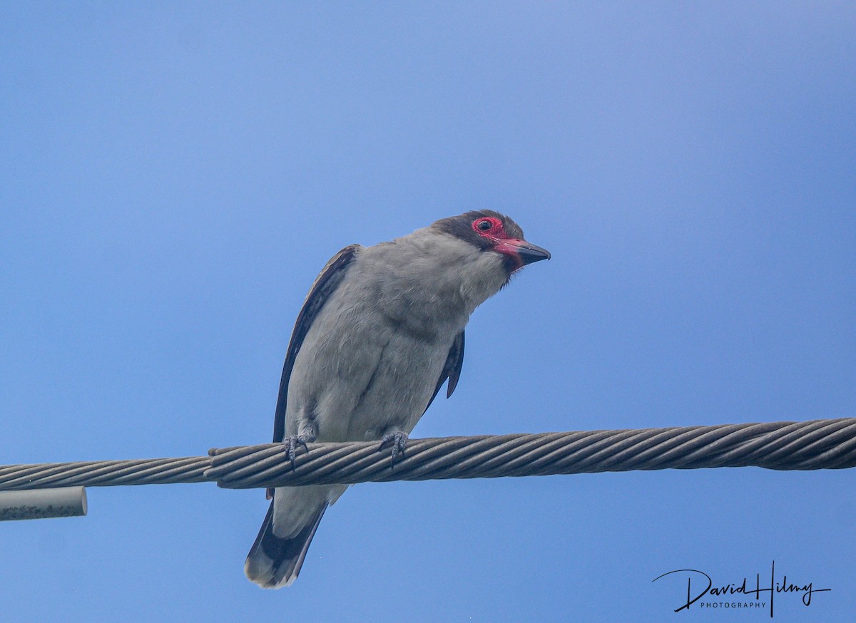 Masked Tityra - ML435790261