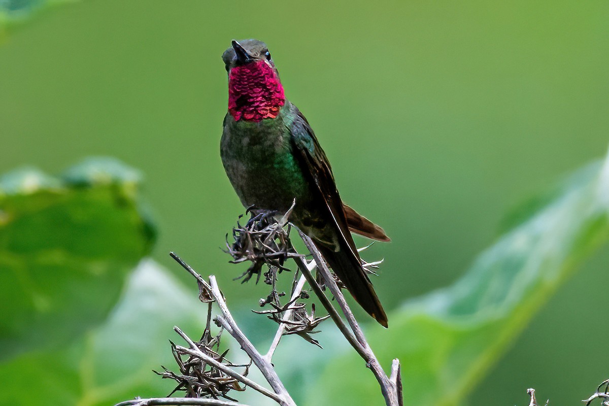 Bronze-tailed Comet - ML435791271