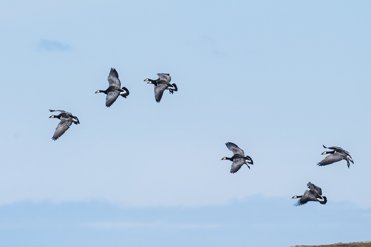 Barnacle Goose - ML435791381