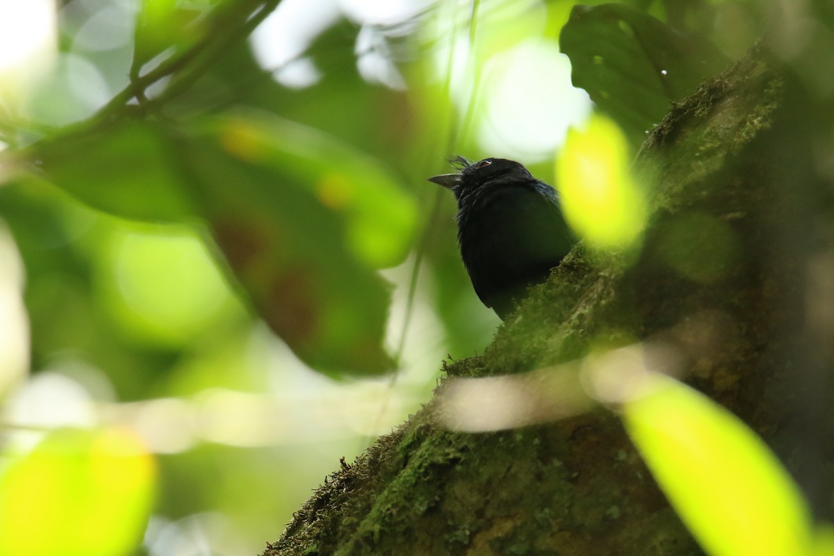 Crested Drongo (Madagascar) - ML435791391