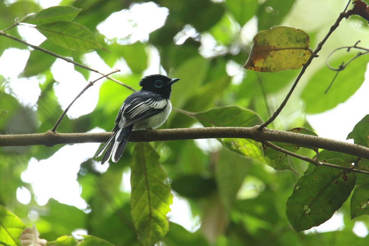 Malagasy Paradise-Flycatcher (Malagasy) - Kuang-Ping Yu