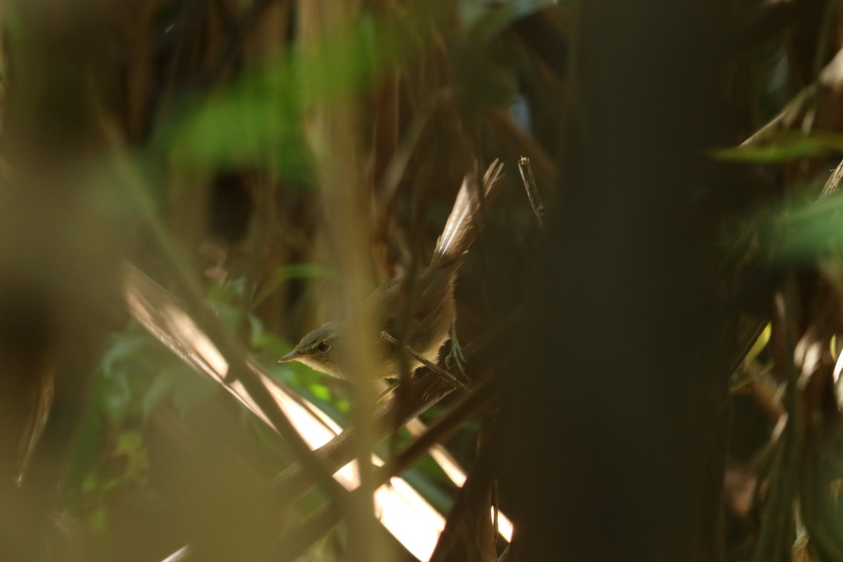 Malagasy Brush-Warbler (Malagasy) - Kuang-Ping Yu