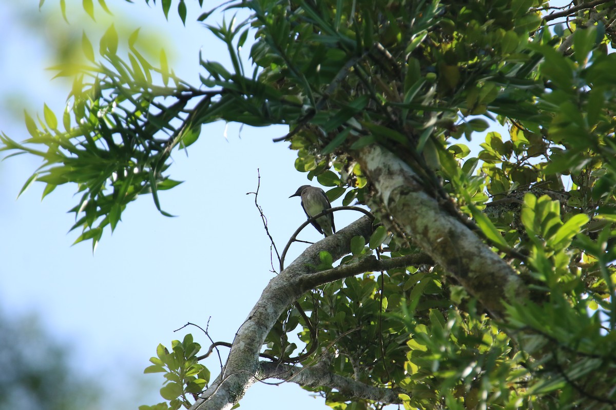 Madagascar Starling - Kuang-Ping Yu