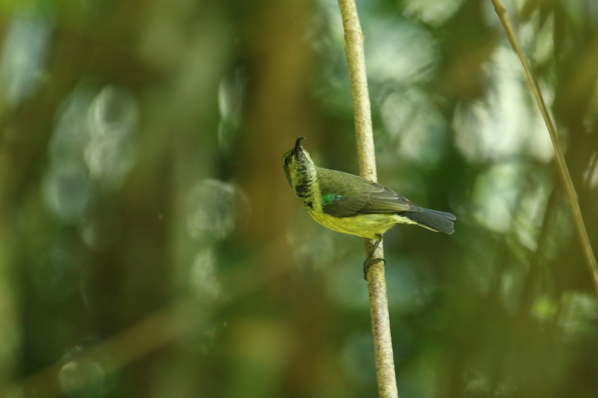 Souimanga Sunbird - Kuang-Ping Yu