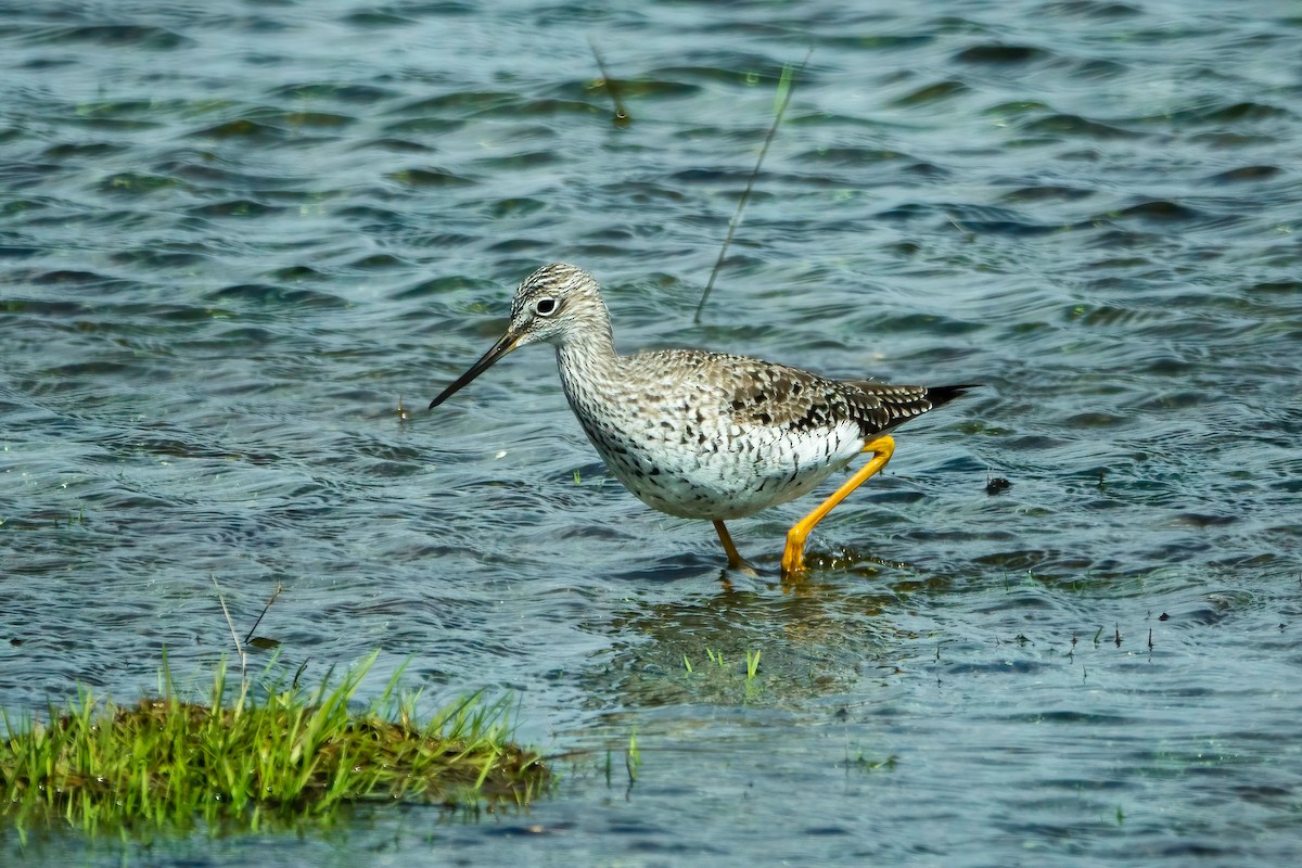 Greater Yellowlegs - ML435793221