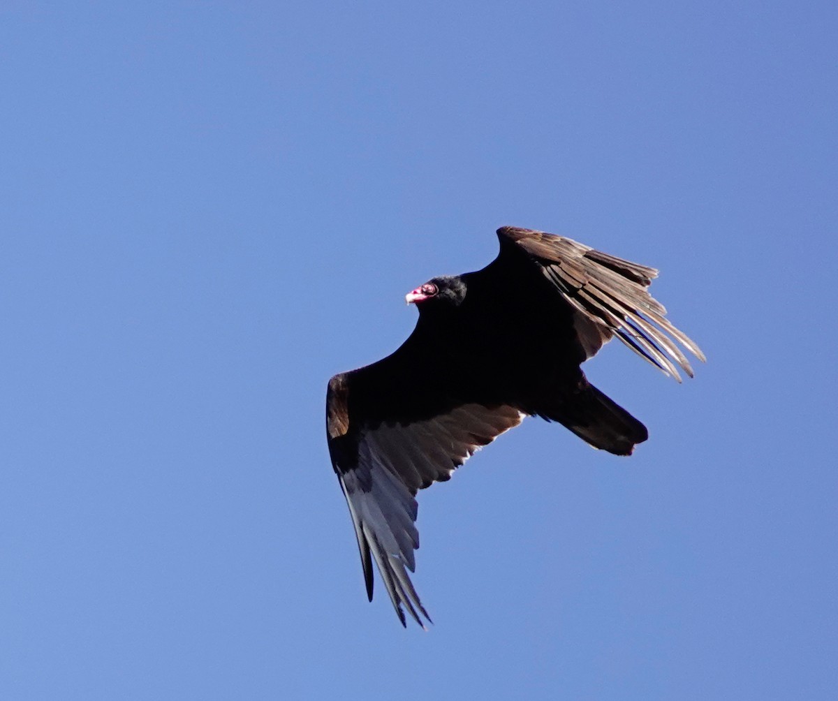 Turkey Vulture - ML435793231