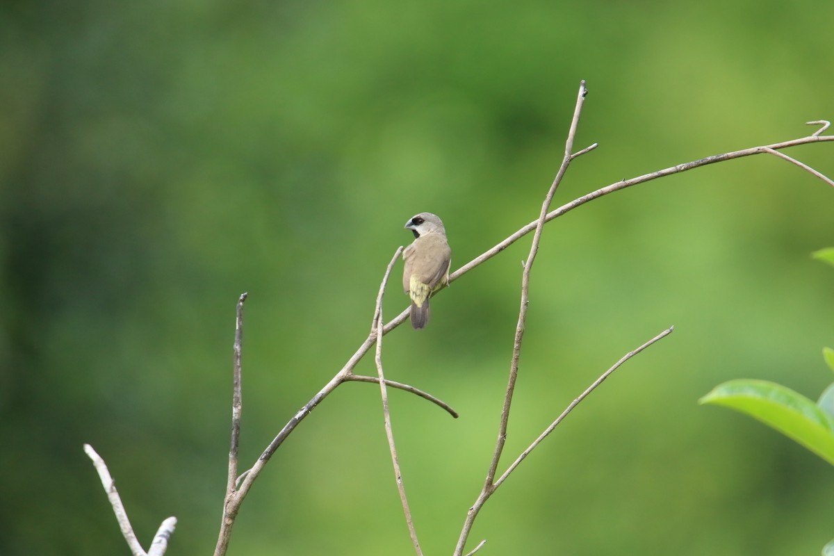 Madagascar Munia - Kuang-Ping Yu