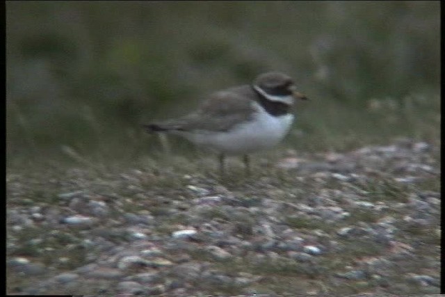 Common Ringed Plover - ML435794