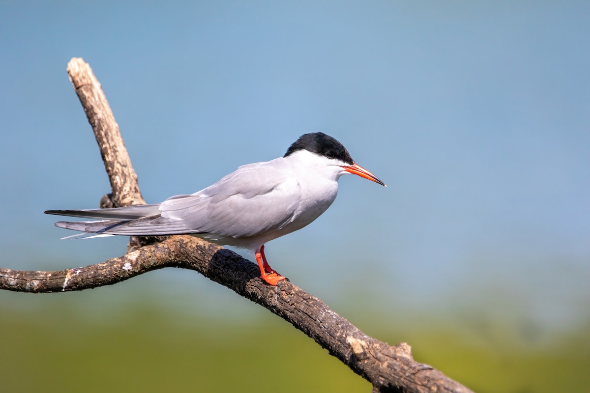 Common Tern - ML435794571