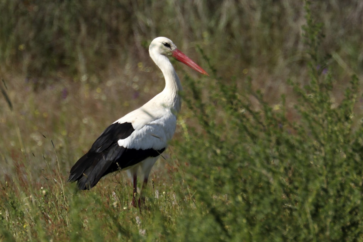 White Stork - ML435798801