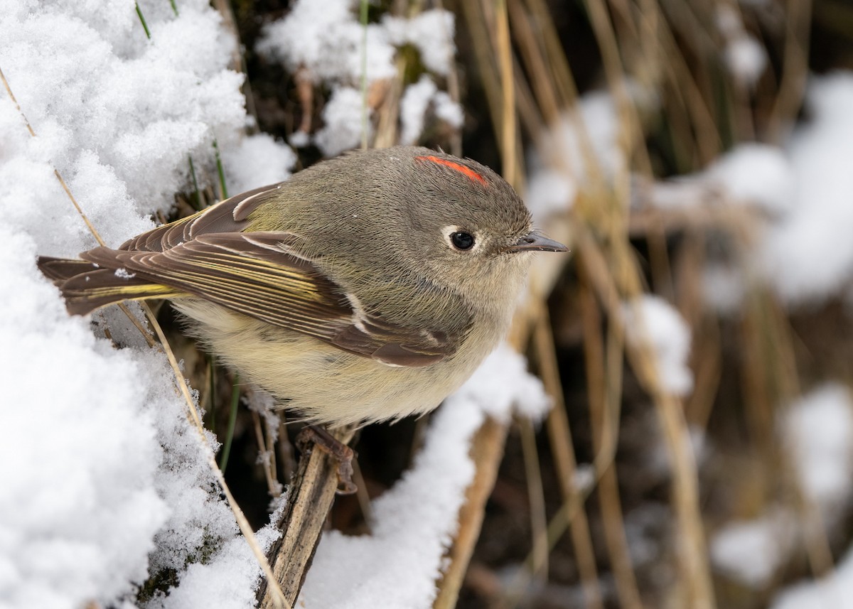 Ruby-crowned Kinglet - Sunny Lo