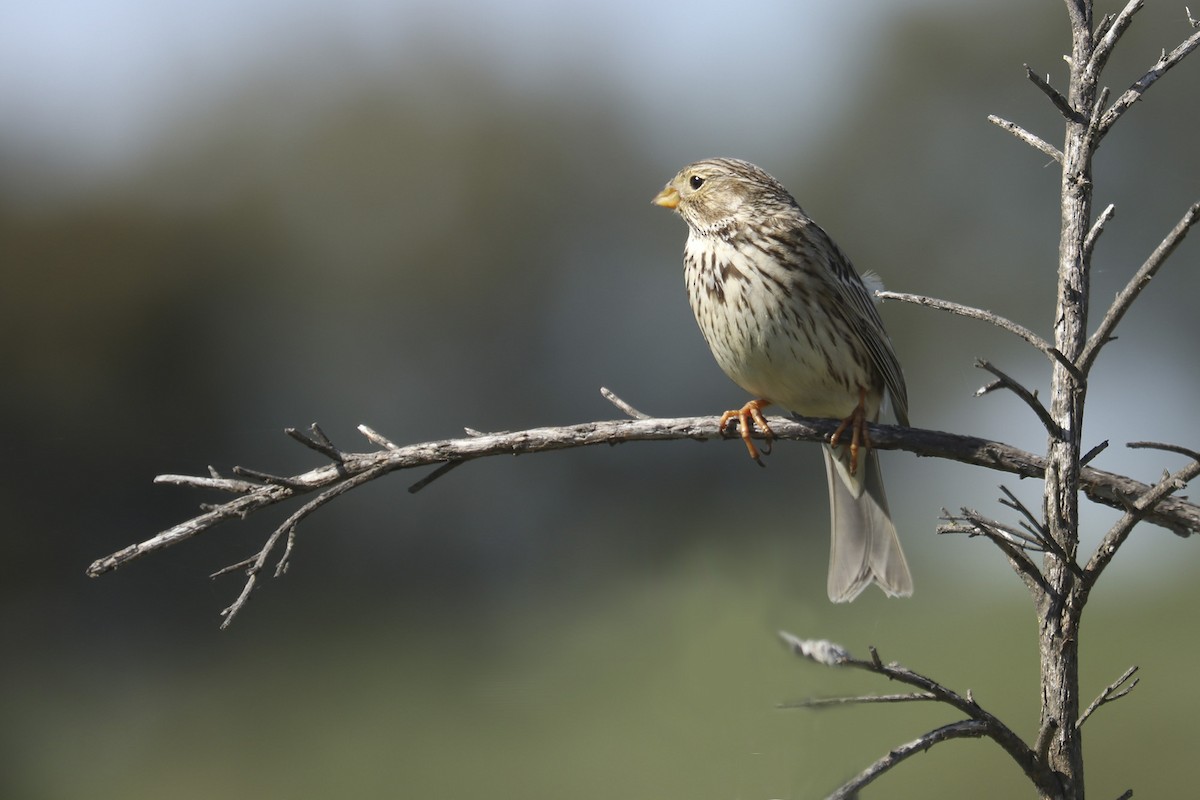 Corn Bunting - Francisco Barroqueiro