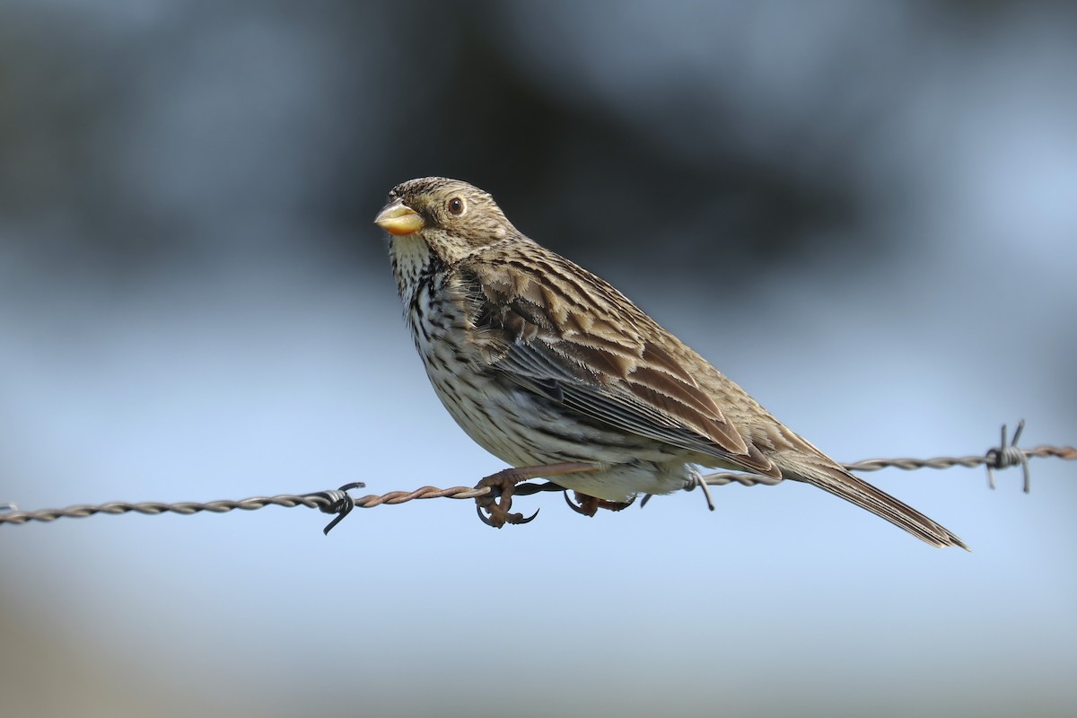 Corn Bunting - Francisco Barroqueiro