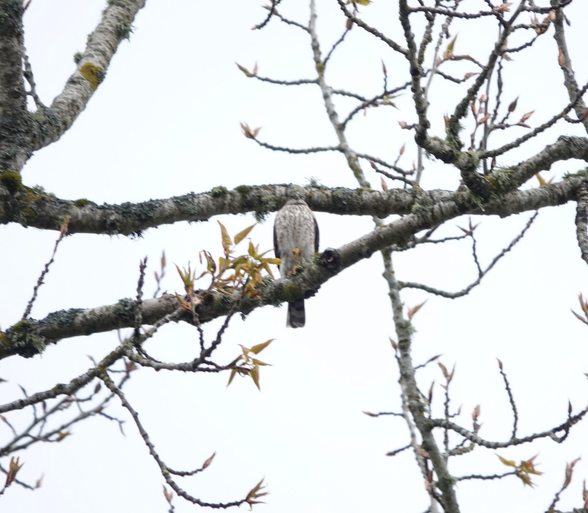 Sharp-shinned Hawk - Jack Hurt