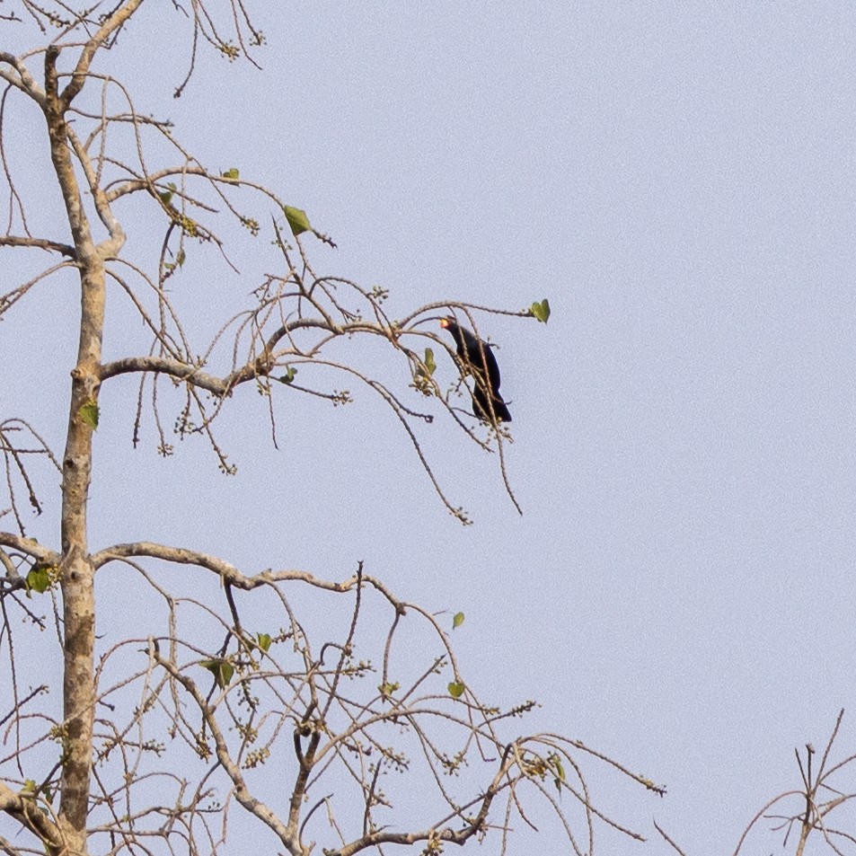 Violet Turaco - ML435805761