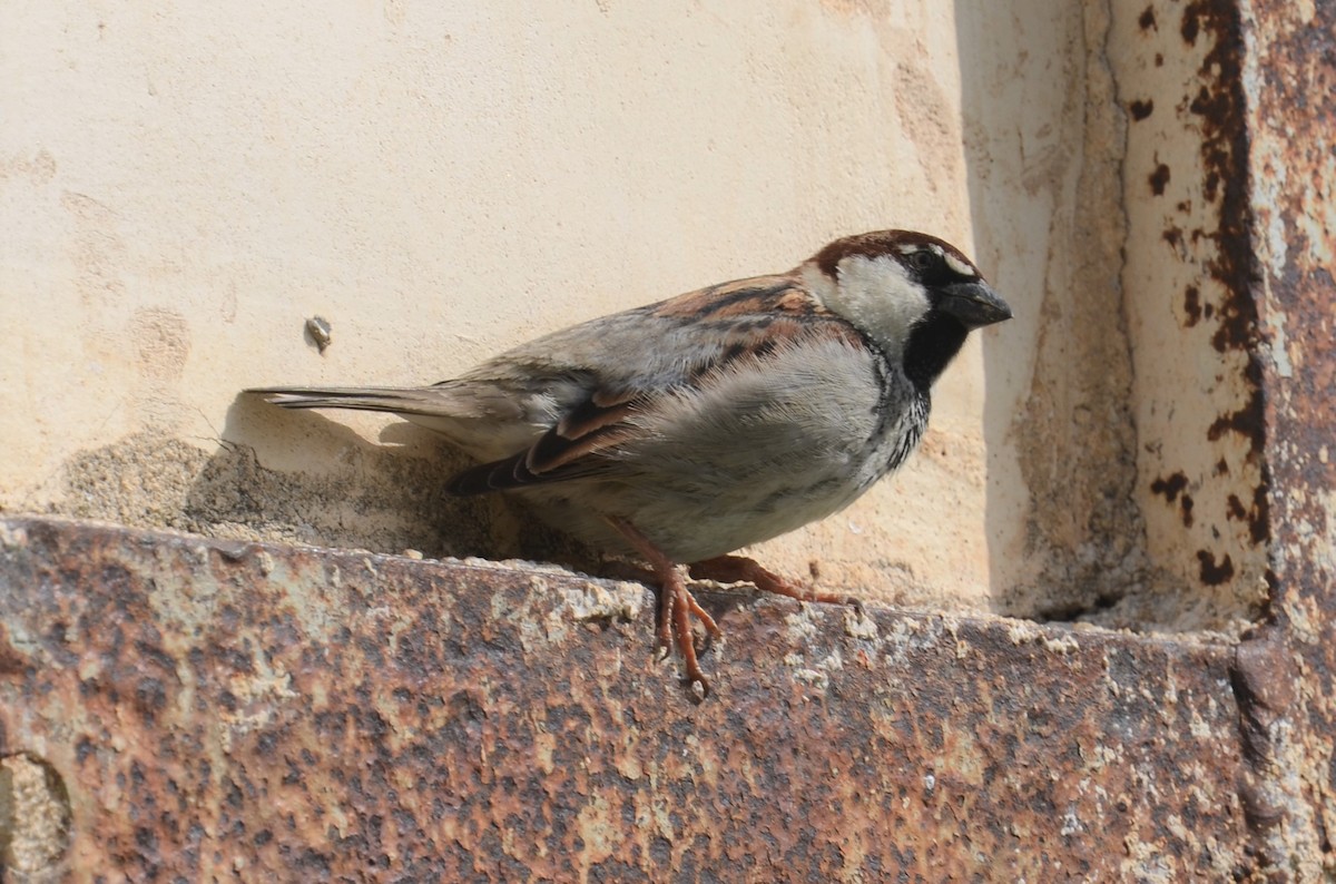 Italian Sparrow - ML435806421