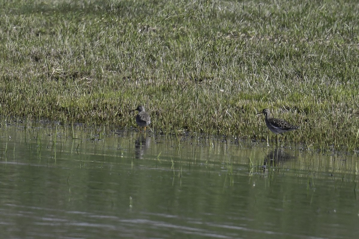 Ruff - ML435806601