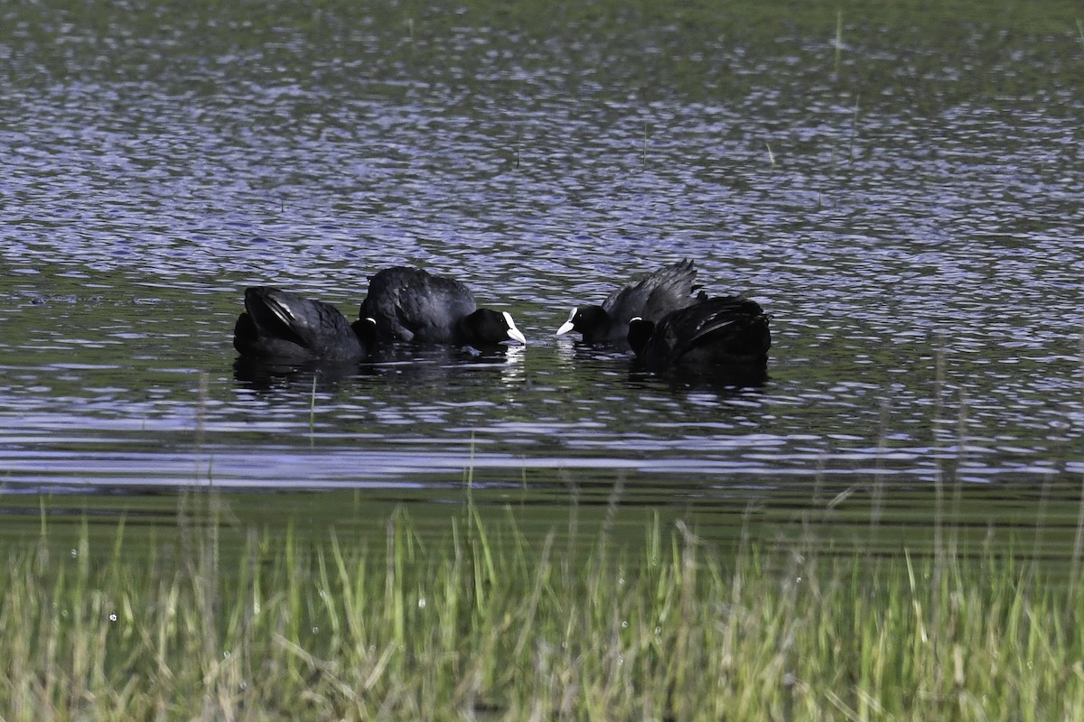 Eurasian Coot - ML435806691
