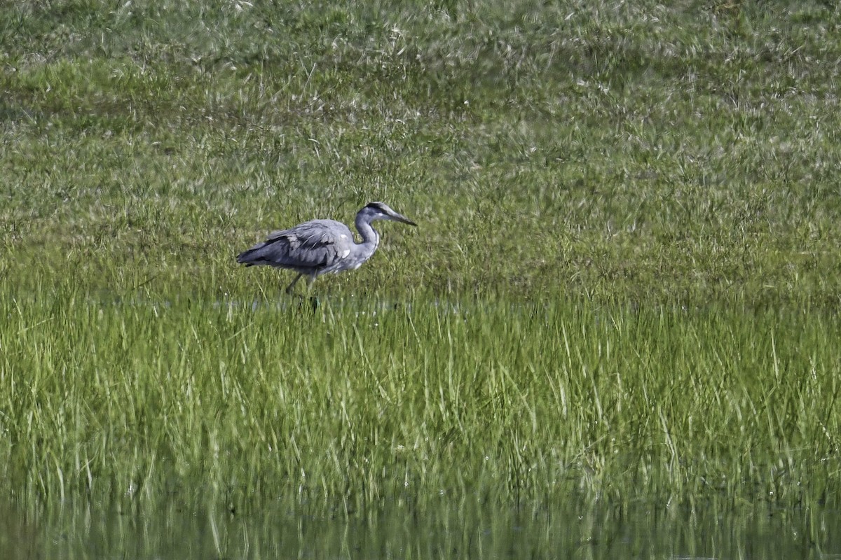 Gray Heron - ML435806781