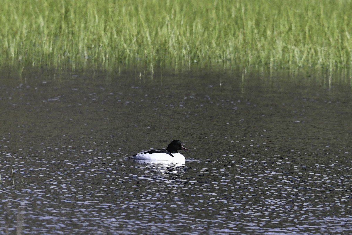 Common Merganser - ML435806791