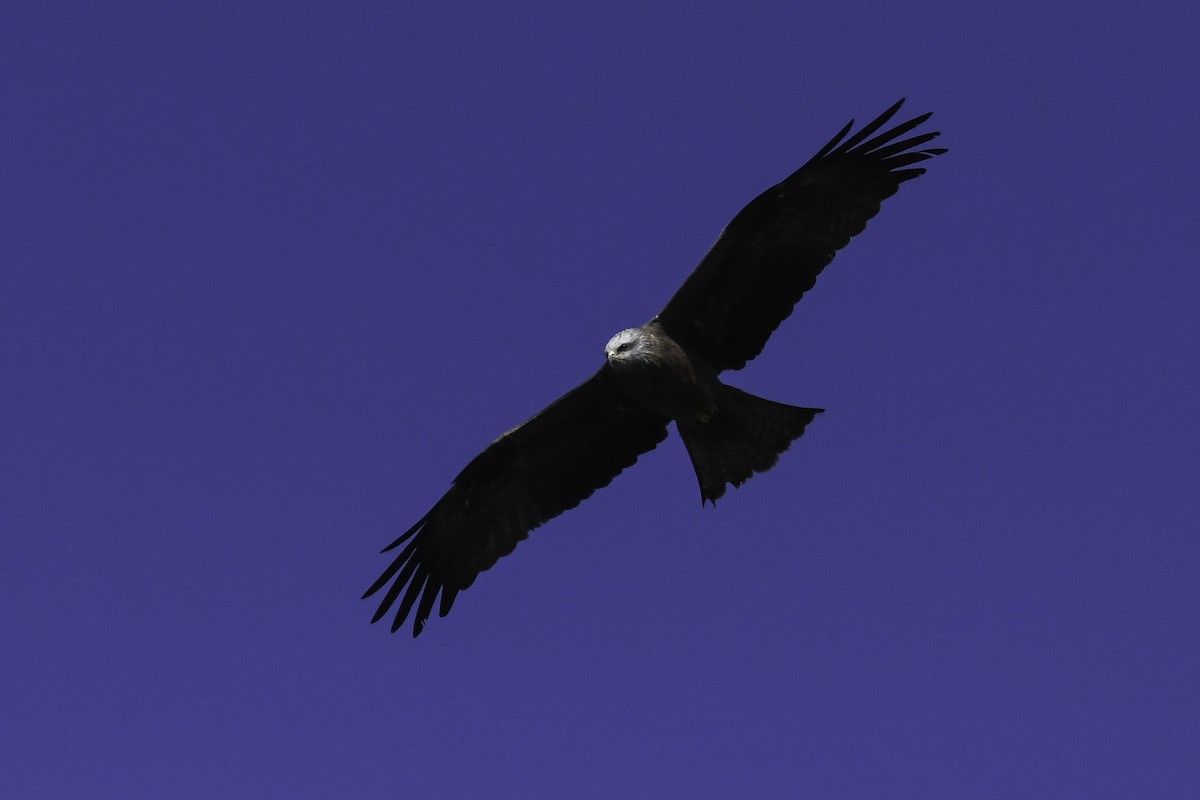 Black Kite - ML435806841