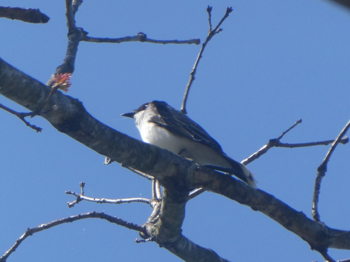 Schieferrücken-Königstyrann - ML435807791