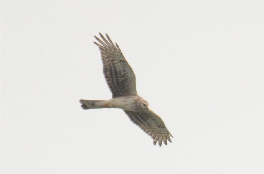 Hen Harrier - ML435808081