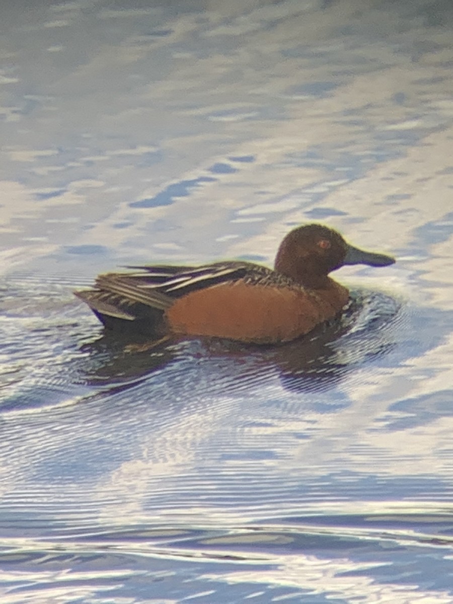 Cinnamon Teal - ML435809771