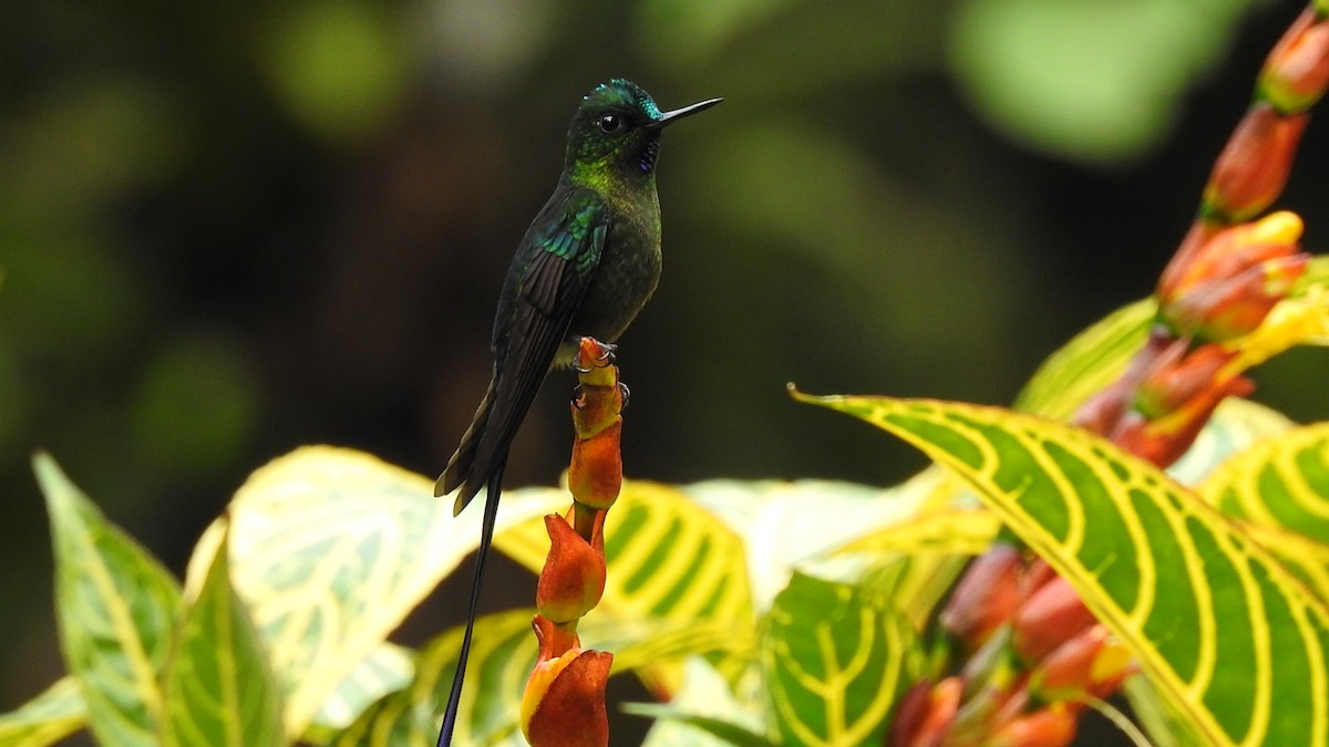 Violet-tailed Sylph - ML435810221