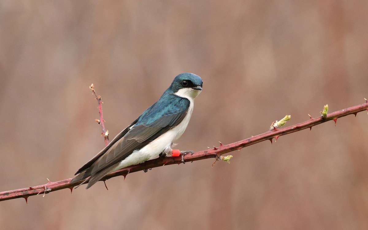 Sumpfschwalbe - ML435811091