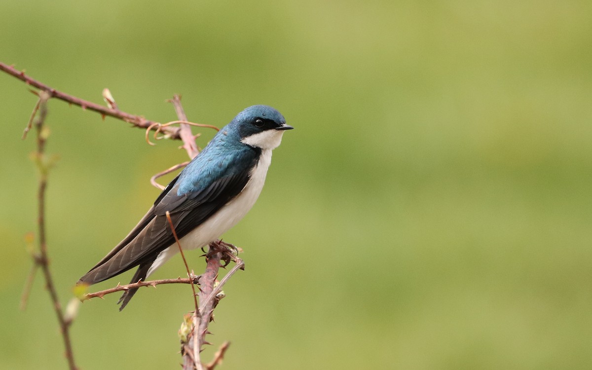 Sumpfschwalbe - ML435811191