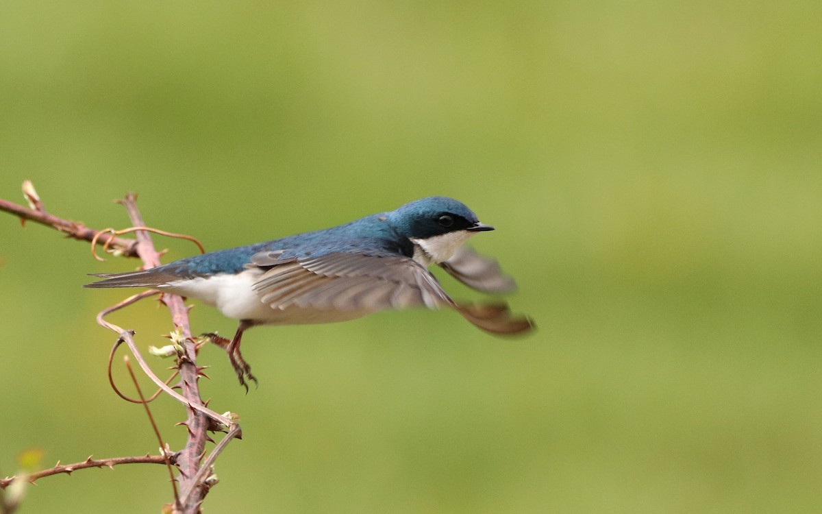 Sumpfschwalbe - ML435811251