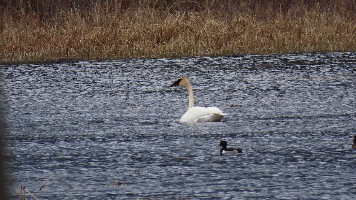 Trumpeter Swan - ML435811691