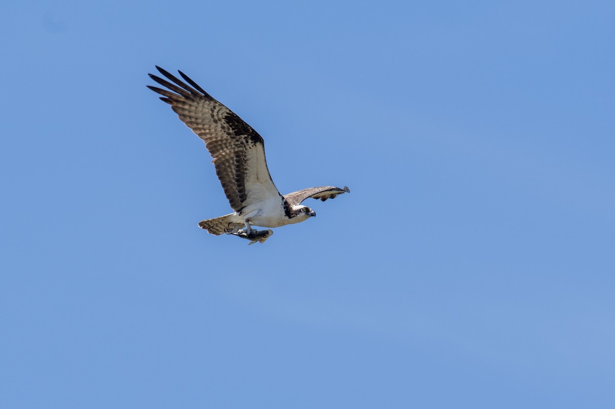 Águila Pescadora - ML435811831