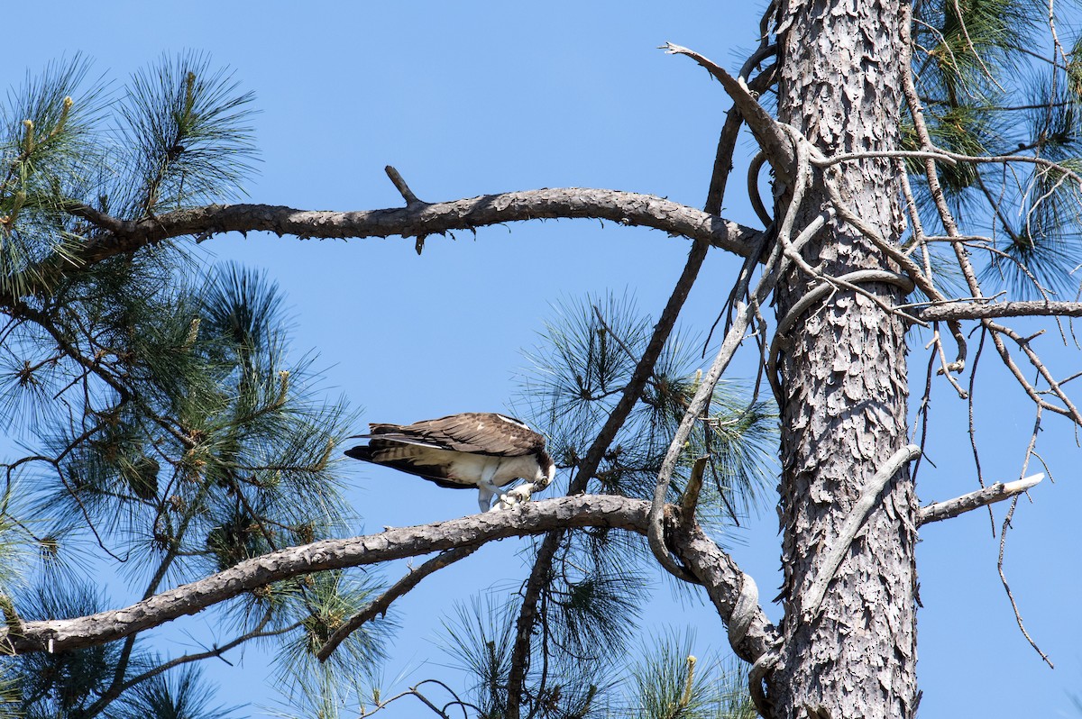 Osprey - Jared Evans