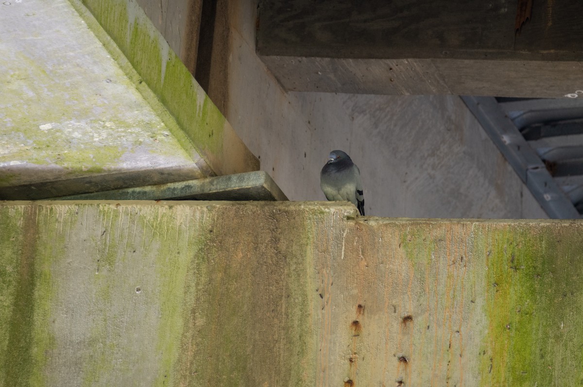 Rock Pigeon (Feral Pigeon) - ML435812651