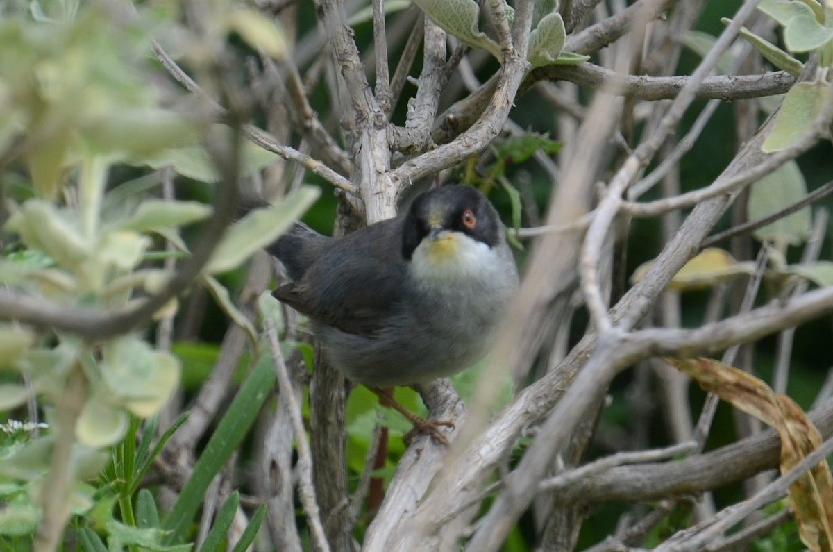 Sardinian Warbler - ML435814721