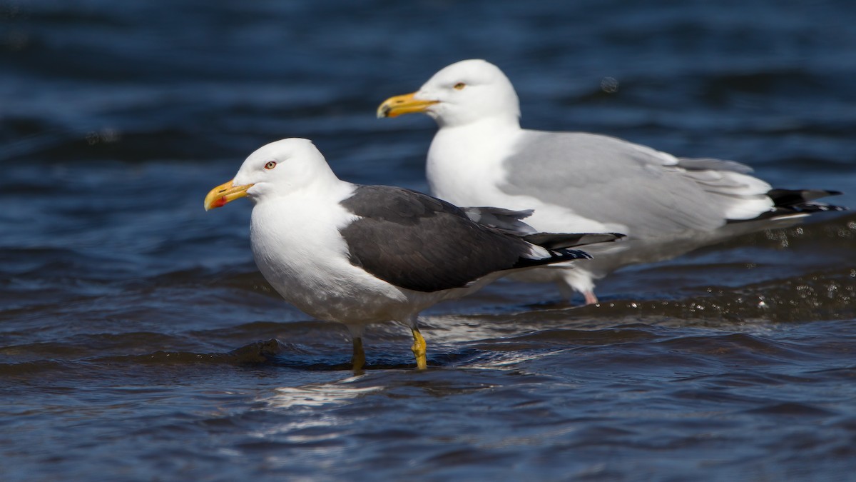 Lesser Black-backed Gull - ML435815121