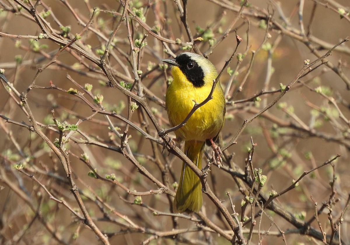 Hooded Yellowthroat - ML435815131