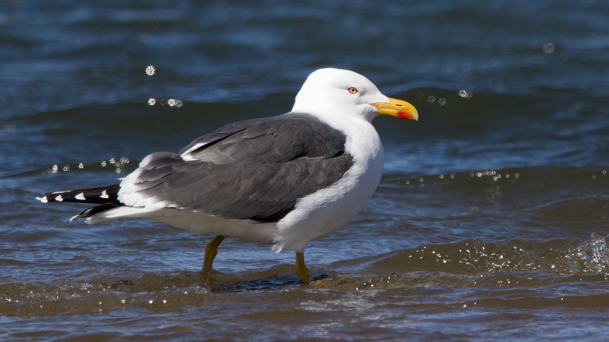 Lesser Black-backed Gull - ML435815141