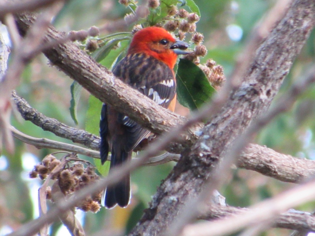 Flame-colored Tanager - ML435817691