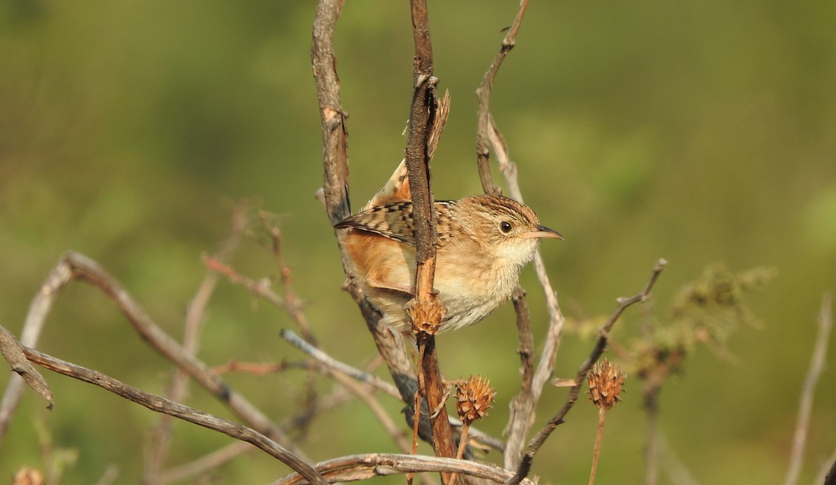 Grass Wren (Northern) - Anuar López